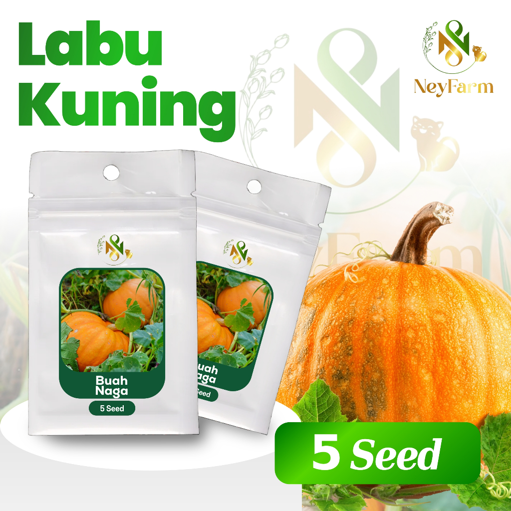 Benih Labu Kuning Benih Biji Buah Labu Kuning 10 biji Unggul Berkualitas