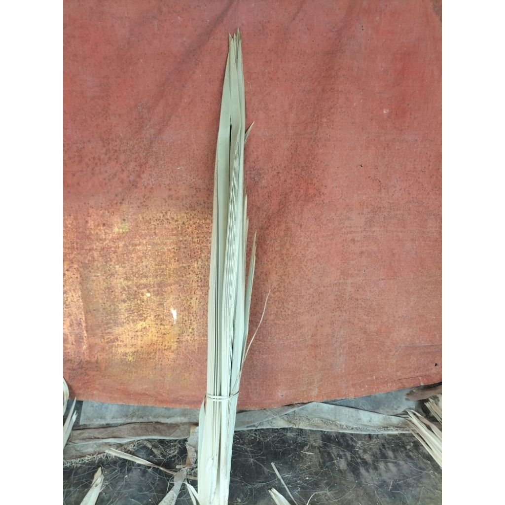 DAUN LONTAR_DAUN SIWALAN_hijauMuda uk.juMbo/biji