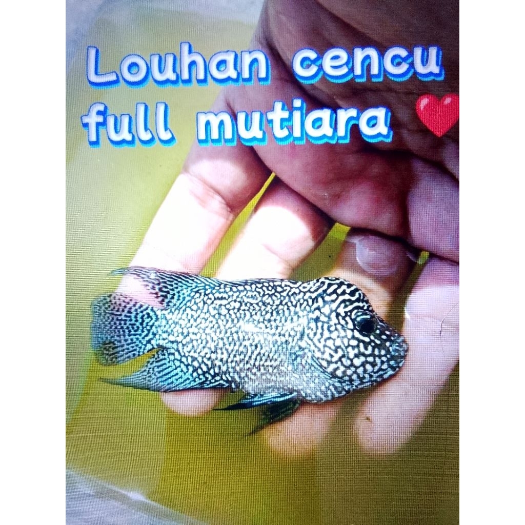 plastik gambar ikan (ikan asli) louhan cencu GB Asli Jenong full mutiara size 2 jarian jantan / beti
