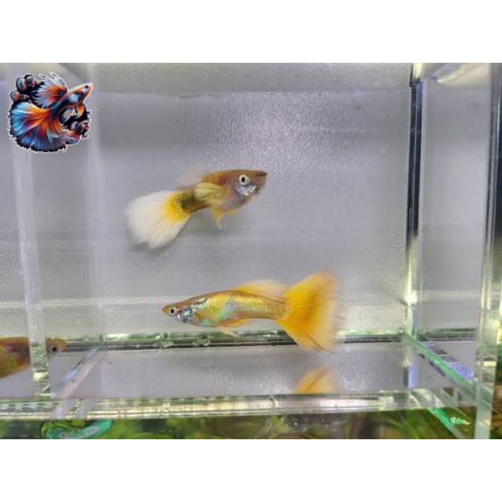 HIASAN AQUARIUM BURAYAK GUPPY YELLOW BANANA ISI 5