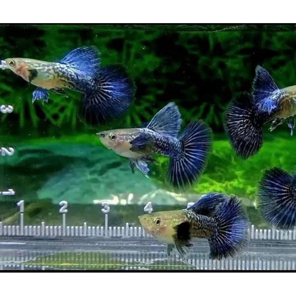 purple dragon hiasan aquarium guppy