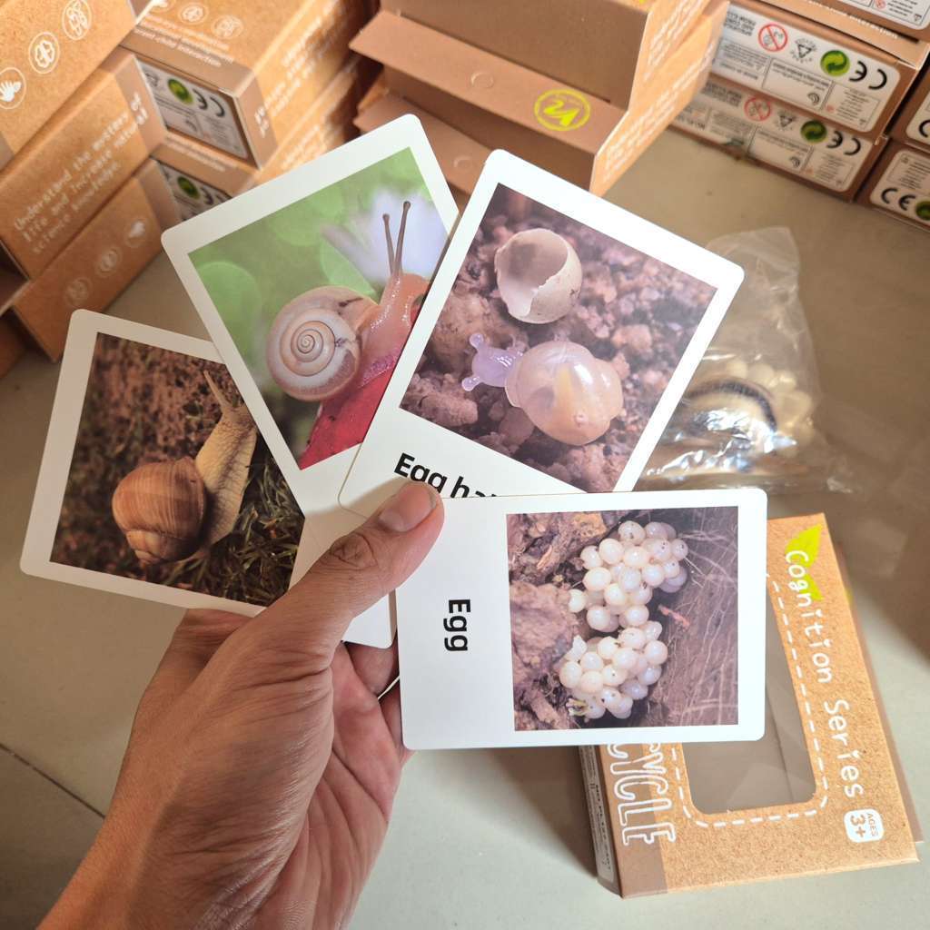 Mainan edukasi Siklus hidup Bekicot Capung Mantis Snail Dragonfly hewan dengan Flash Card Animal Fig