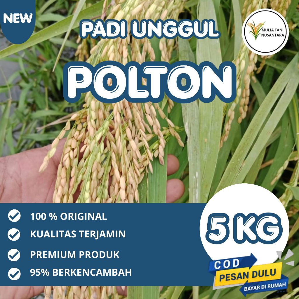 Benih padi polton kemasan 5kg asli bobot mantap, anakan banyak