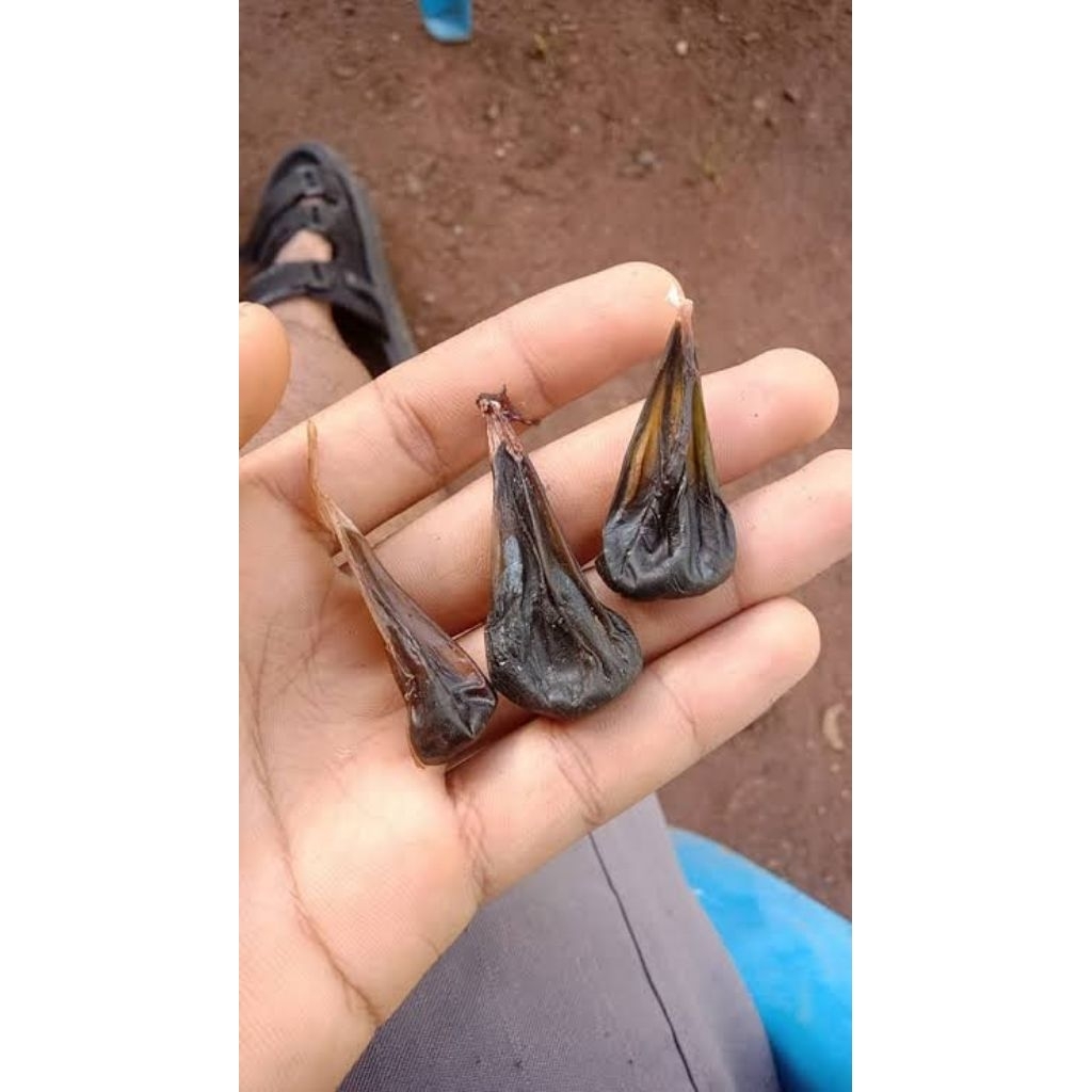 EMPEDU BIAWAK ASLI MURNI - Obat Tradisional Alergi Gatal & Asma - Empedu Biawak Fresh Kering Kualita