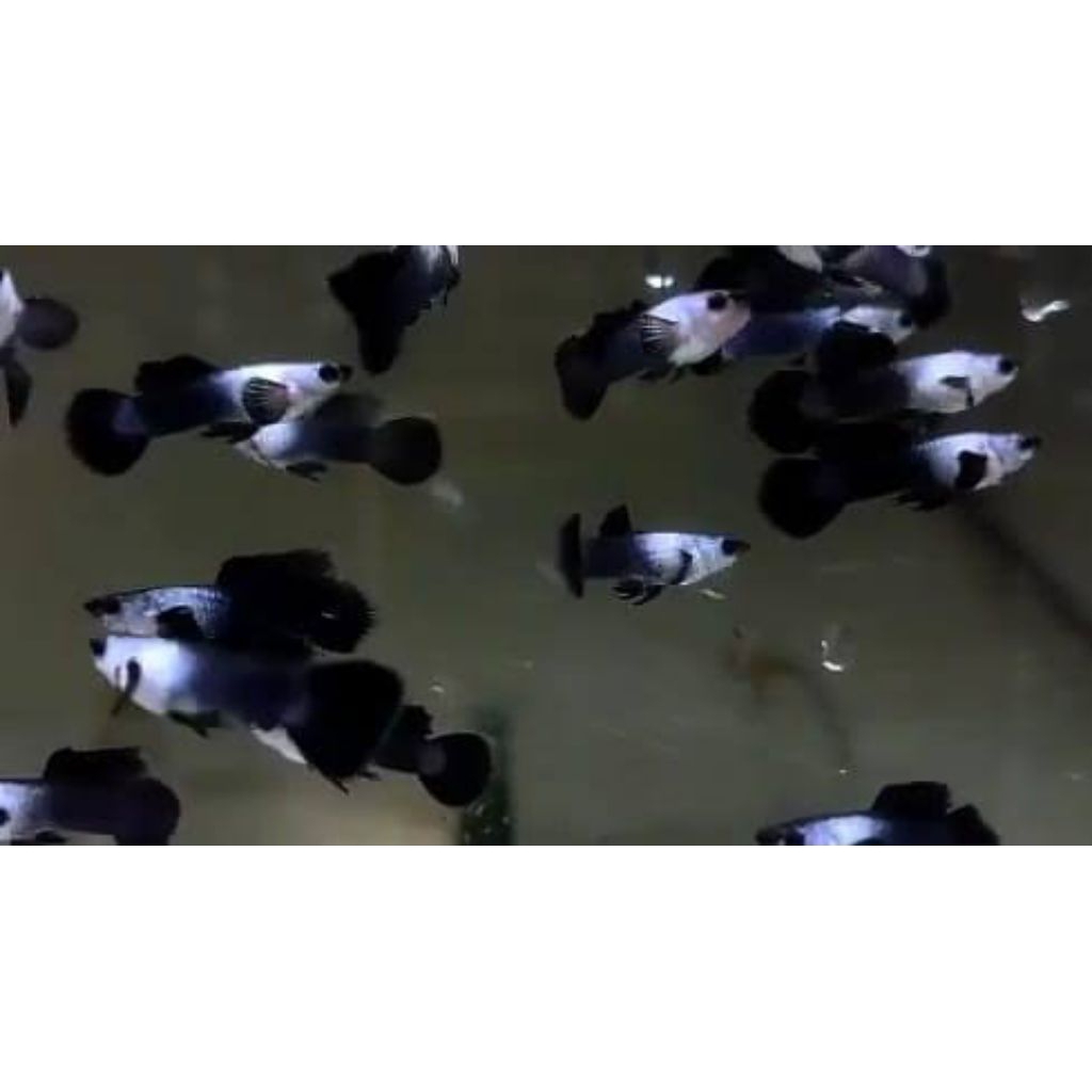 mini panda hiasan aquarium guppy elegan sepasang