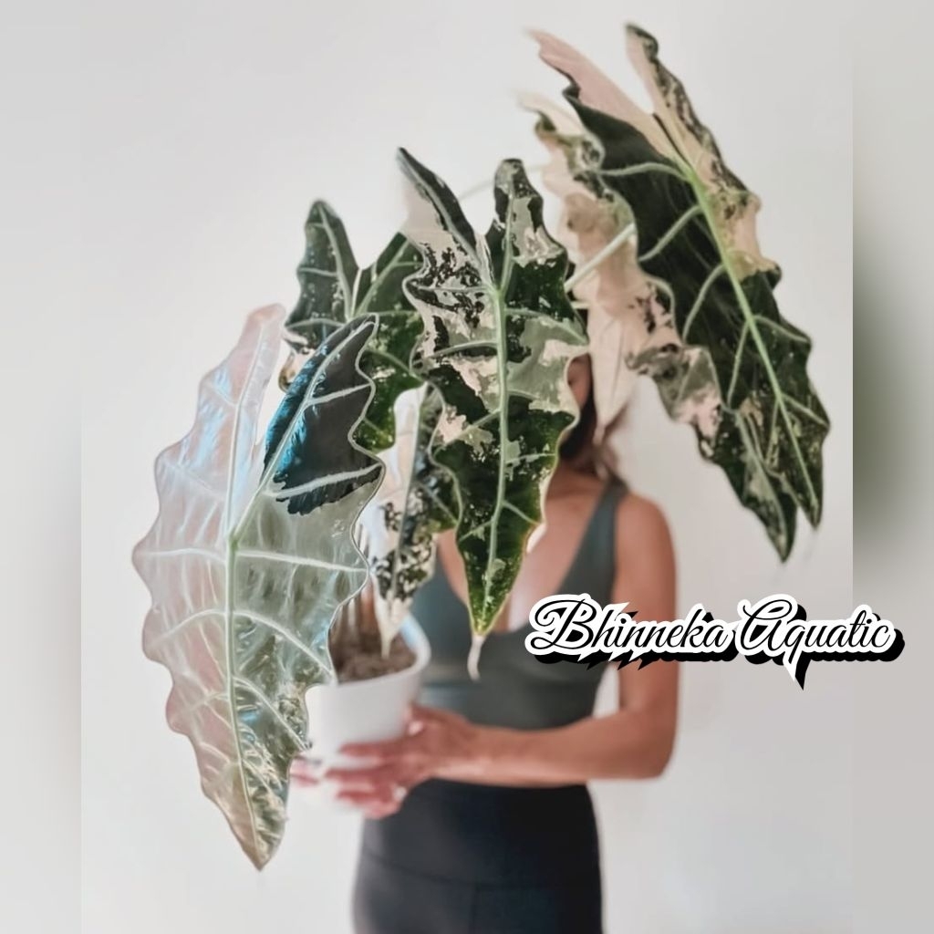 Tanaman Hias Alocasia Amazonica Variegated Variegata Varigata Pink Allocasia Alokasia Amazon Real Pi