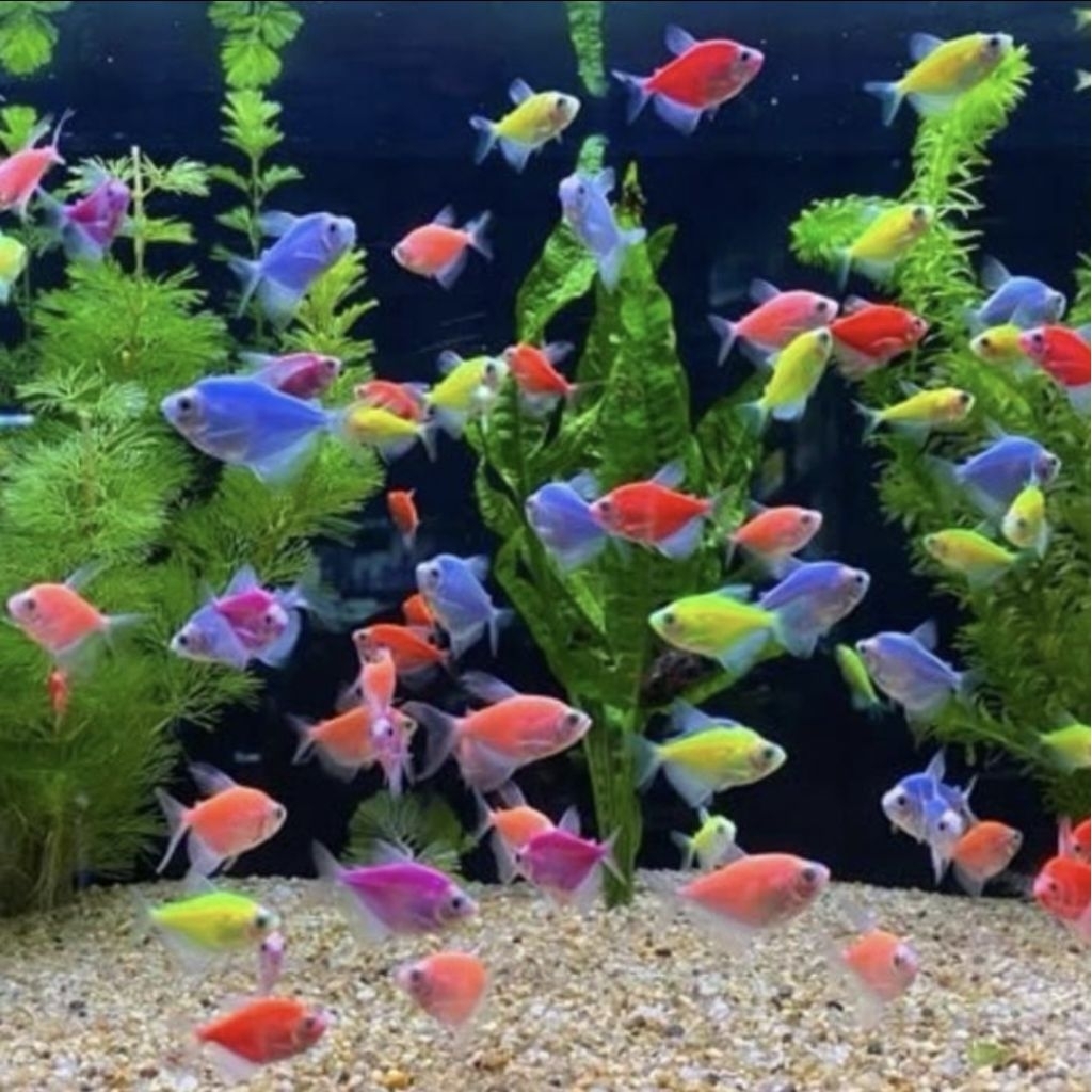 Ikan Glowfish Tetra Warna-Warni dengan Warna Menyala, Ideal untuk Akuarium Komunitas