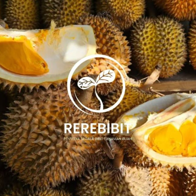 Bibit Durian Lay Super Cepat Berbuah