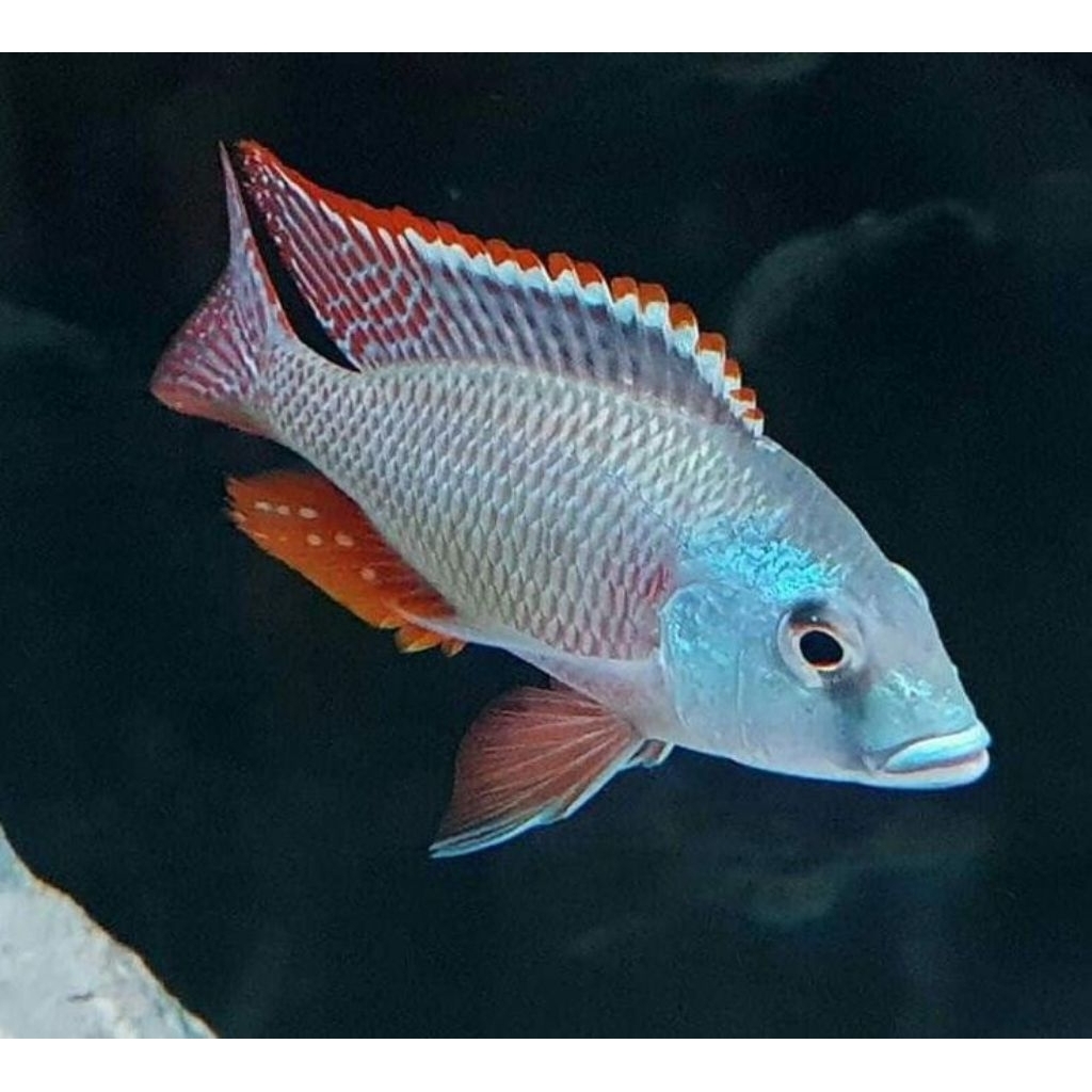 TETRASTIGMA CICHLID | TETRASTIGMA PURE | CICHLID AFRIKA