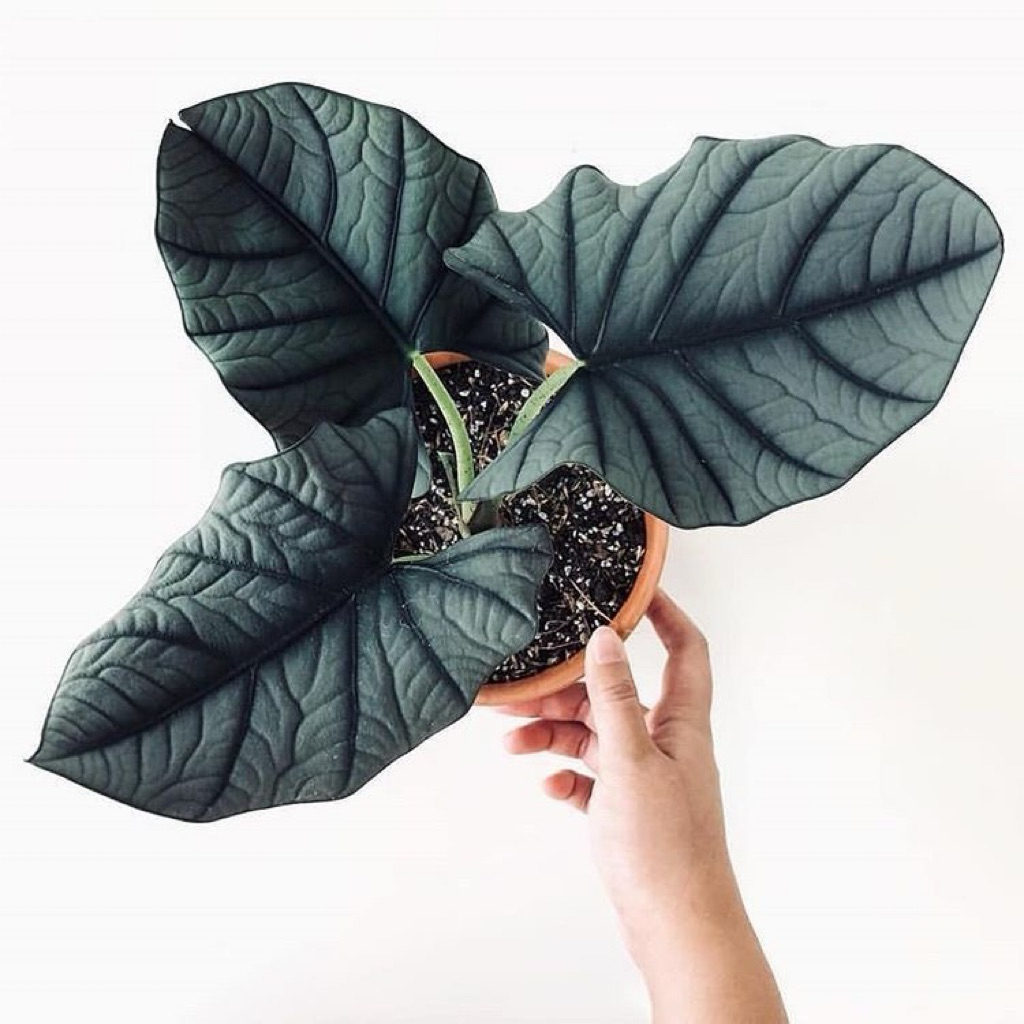 BIBIT BONGGOL TANAMAN HIAS ALOCASIA REGINAE SILVER BIBIT KELADI