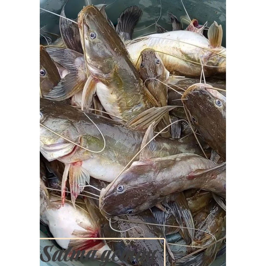 ikan baung segar ikan payau