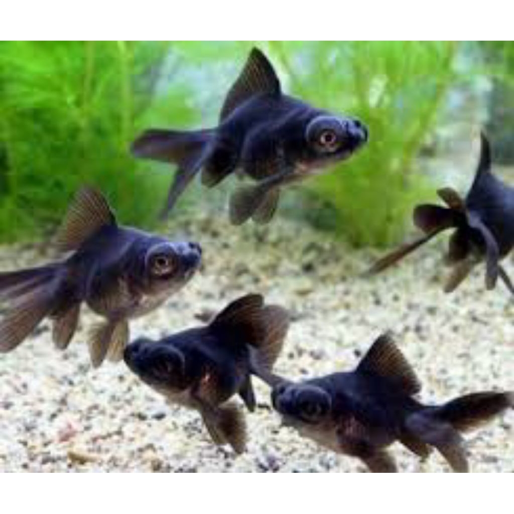 ikan hias mas koki jenis Demekin UK 6 - 8