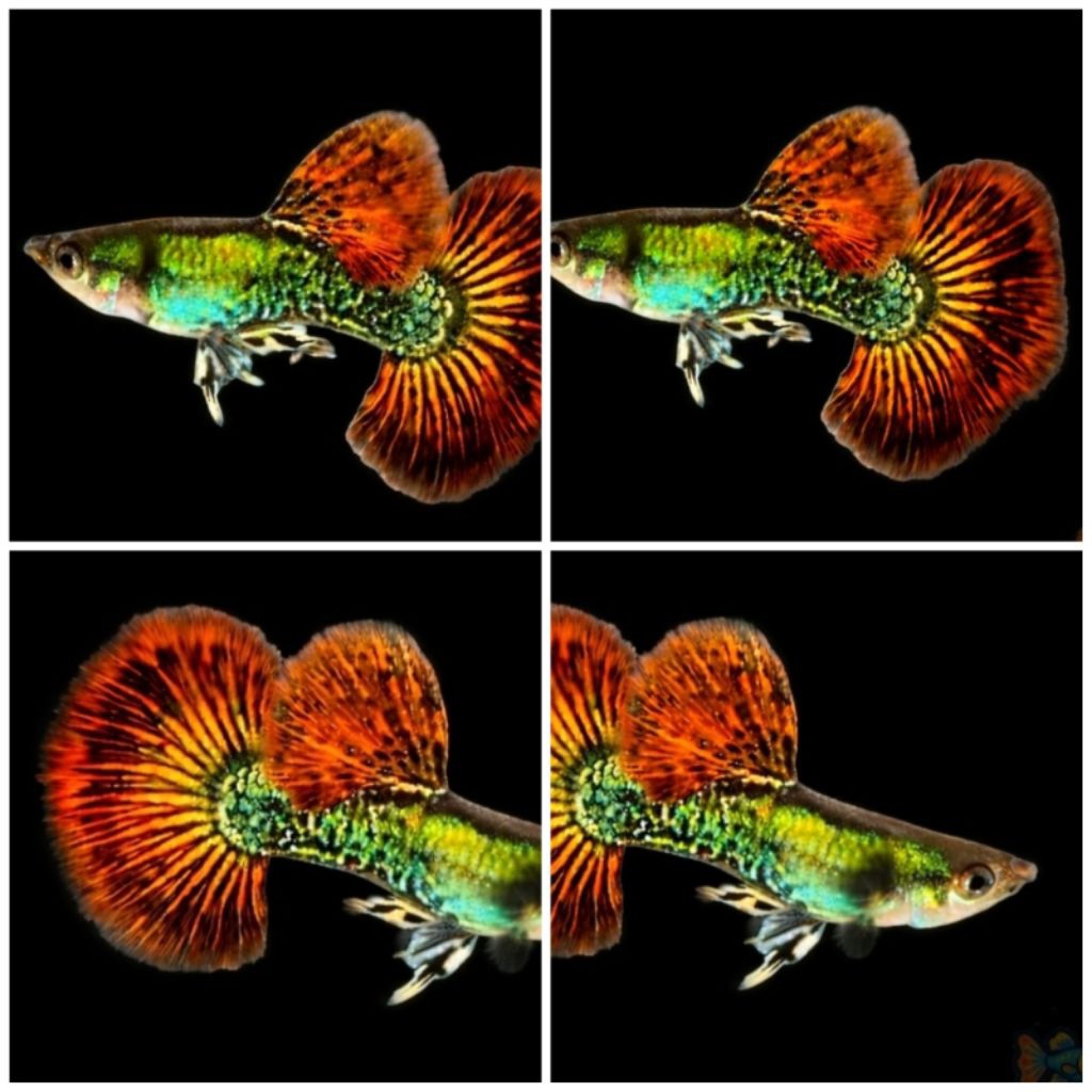 GUPPY RED DRAGON HALFMOON BIG DORSAL INDUKAN