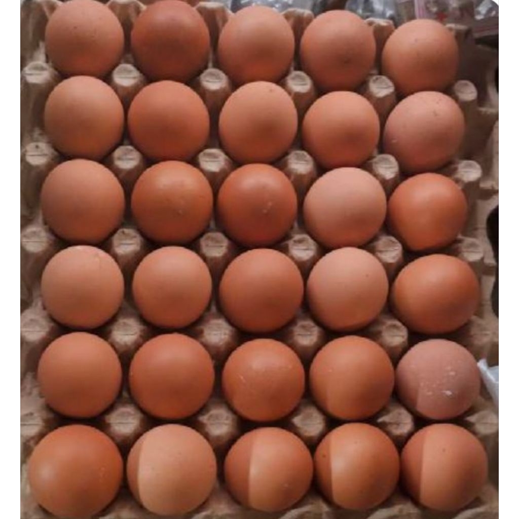 Telur Eropa Asli Jumbo Ayam