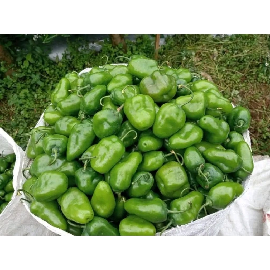 cabai gendot per 1kg