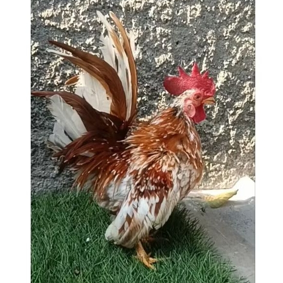 ayam kate jantan motled