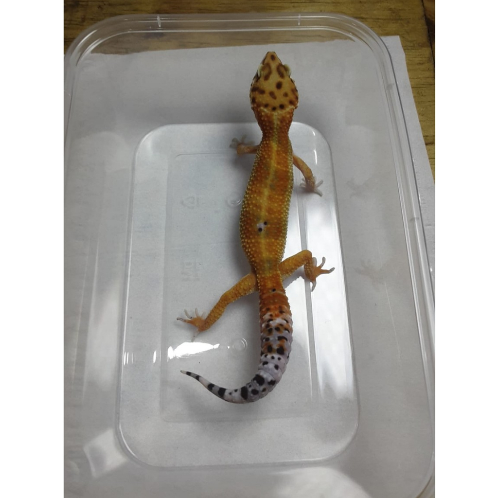 Leopard Gecko Emerine (Tomato Line) | Gecko Sehat Aktif | Reptile Jinak Mudah Dipelihara - EM01M