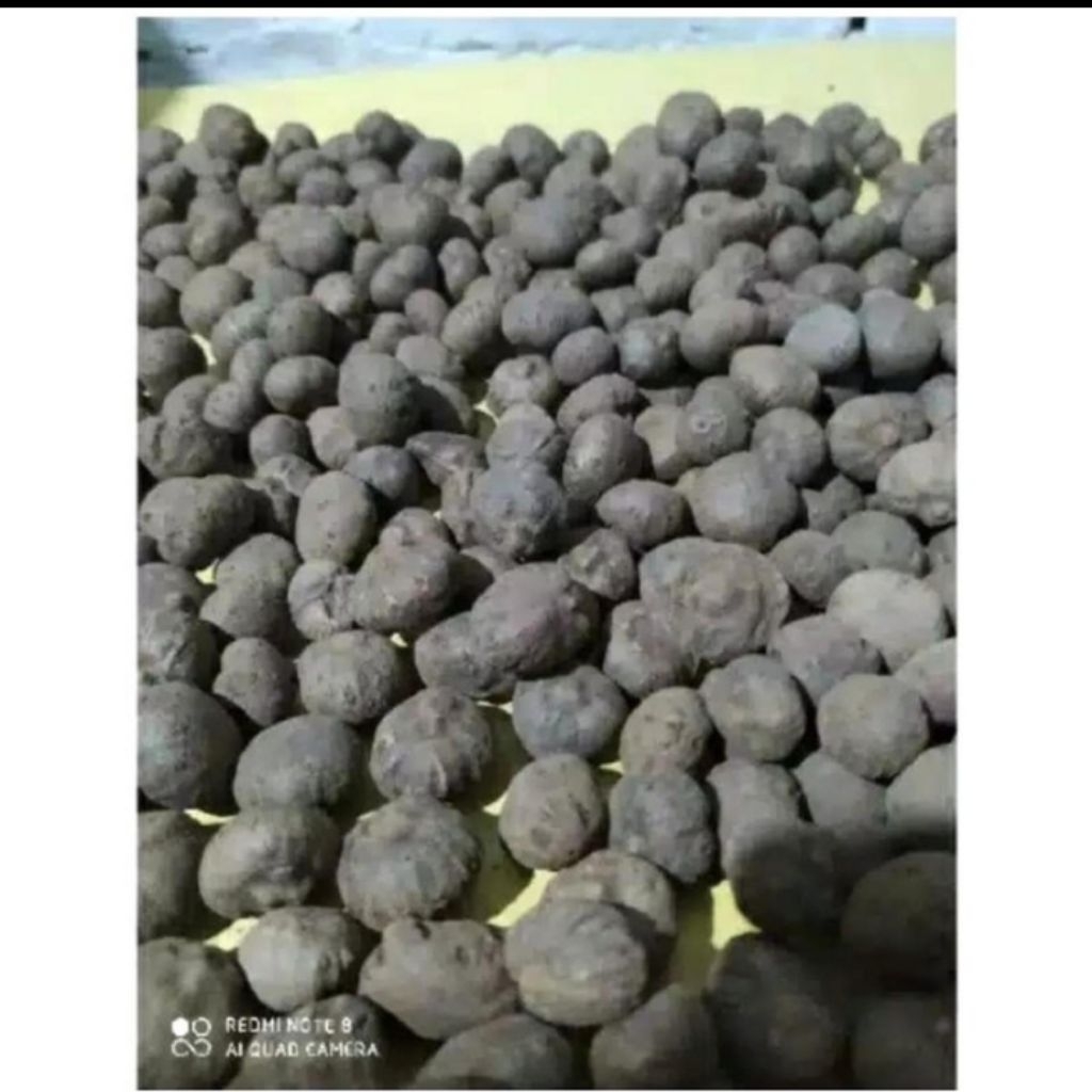 bibit porang(katak)berkualitas 1kg