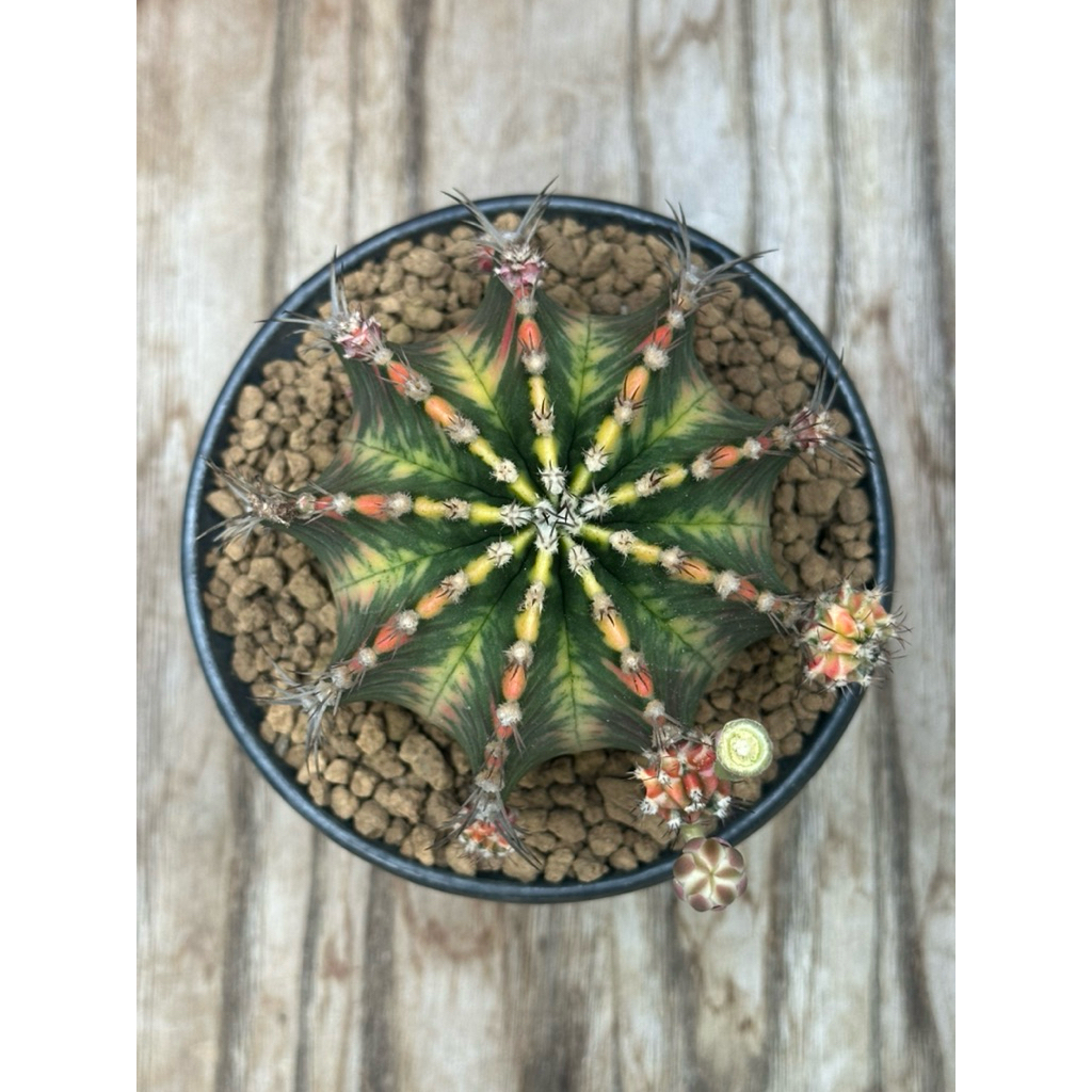 Gymno Mihanovichii Hybrid Var - 02
