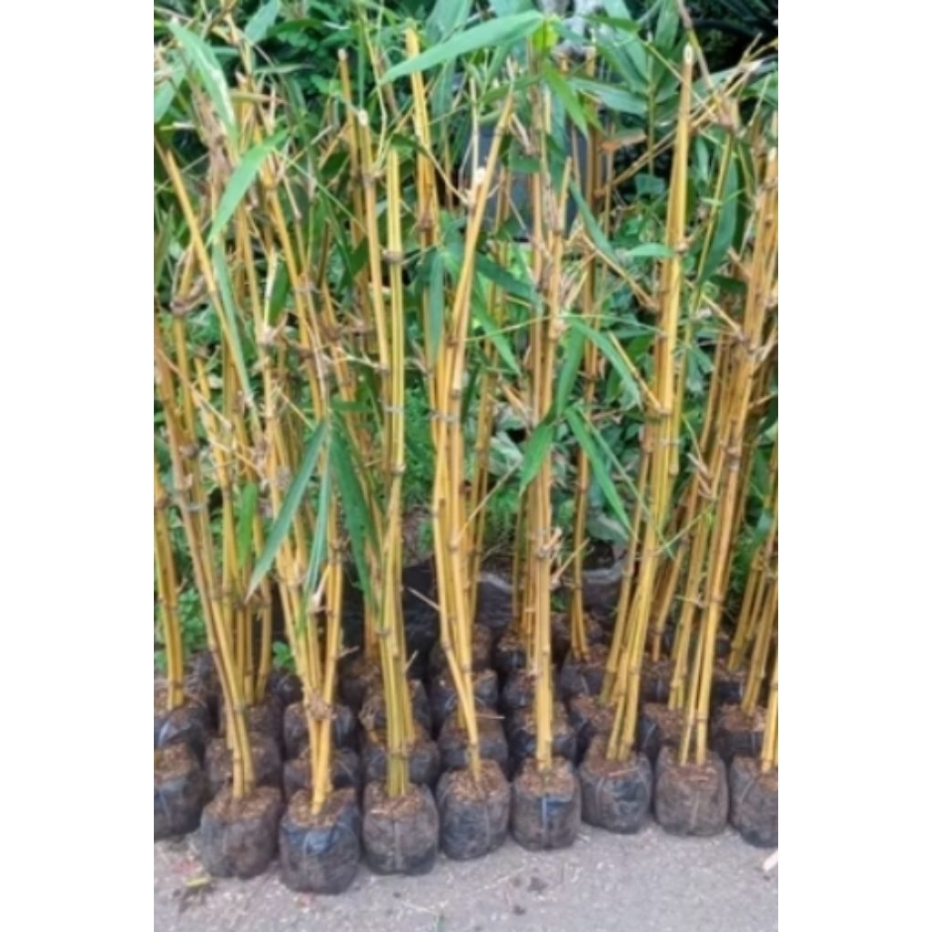 Tanaman Bambu kuning 1 meter Up
