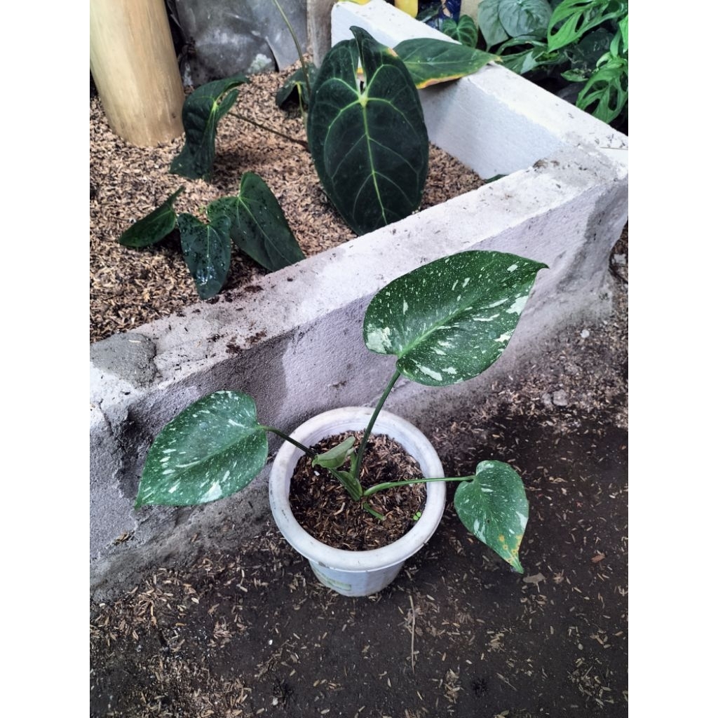 monstera thai constellation