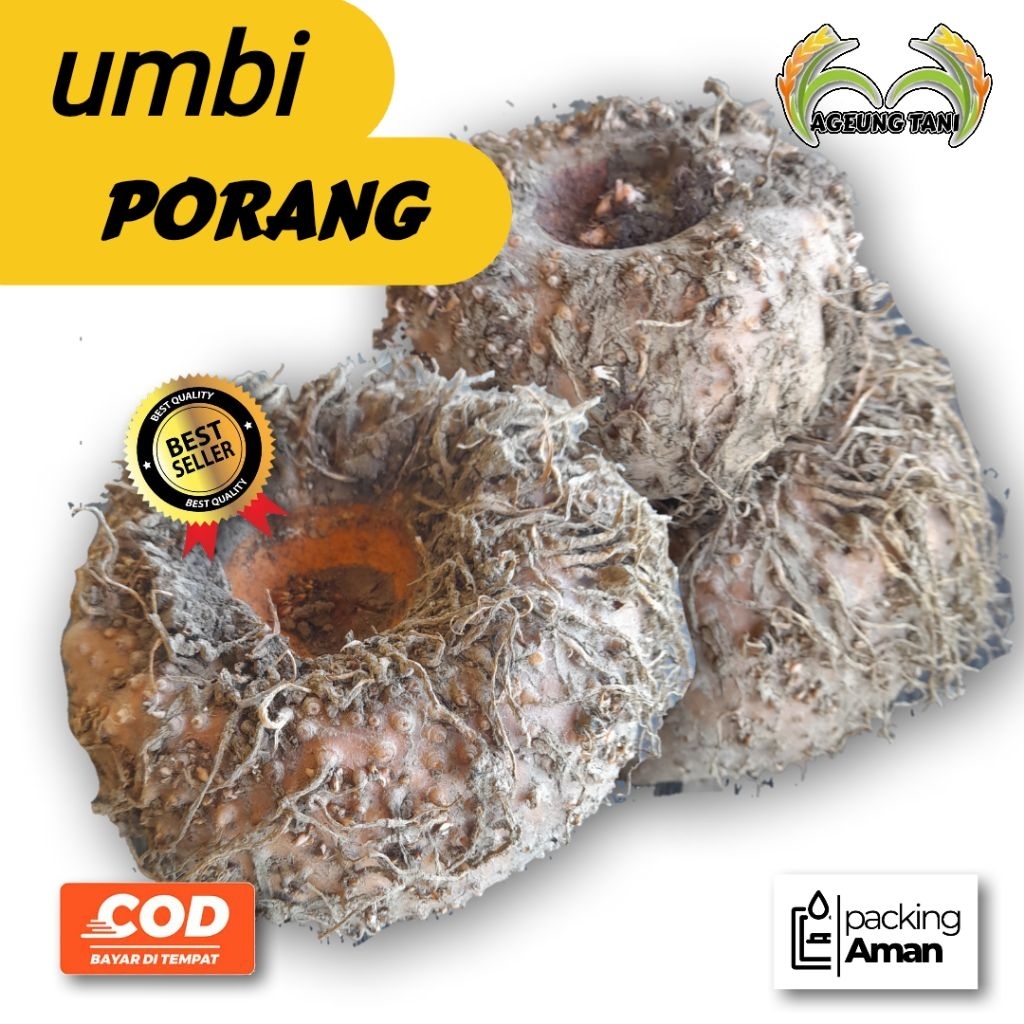 UMBI PORANG 1KG KUALITAS SUPER PETANI DESA ASLI
