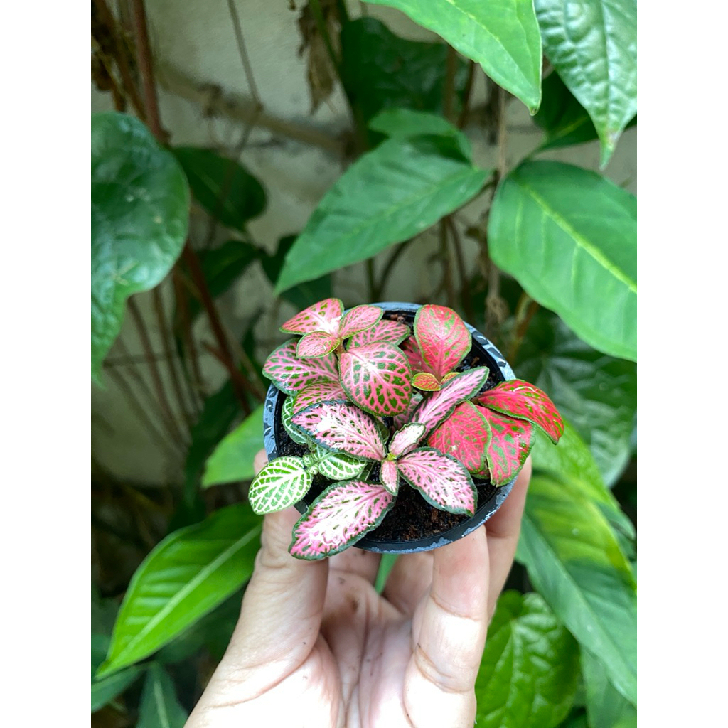 tanaman hias fittonia import mix pot 5cm - jual tanama terrarium fittonia merah import