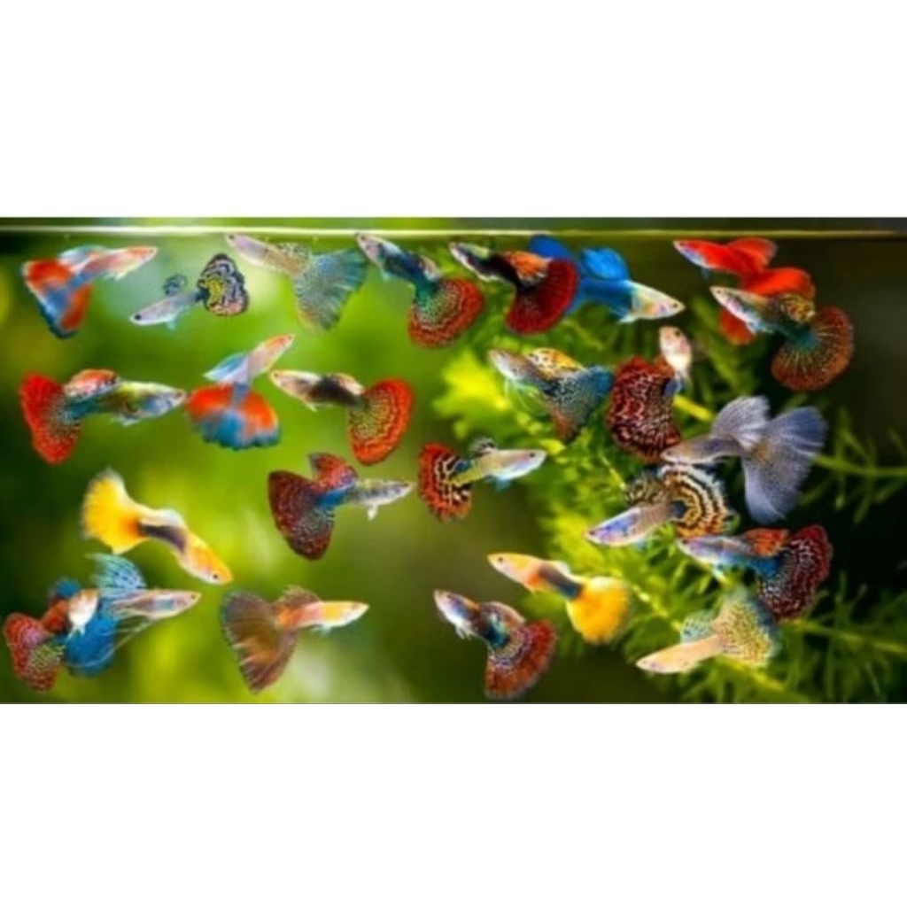 dekorasi aquarium aquaseceps air tawar Hias Guppy Cobra Jantan Betina Acak