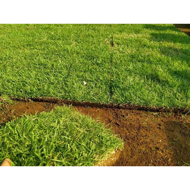 ALAMANDA TANI - RUMPUT JEPANG HIDUP |PERKOTAK|RUMPUT KUBURAN