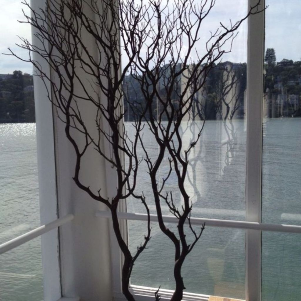 Dekorasi Ranting Kayu Natural Kering Cocok untuk Interior Rustic & Boho