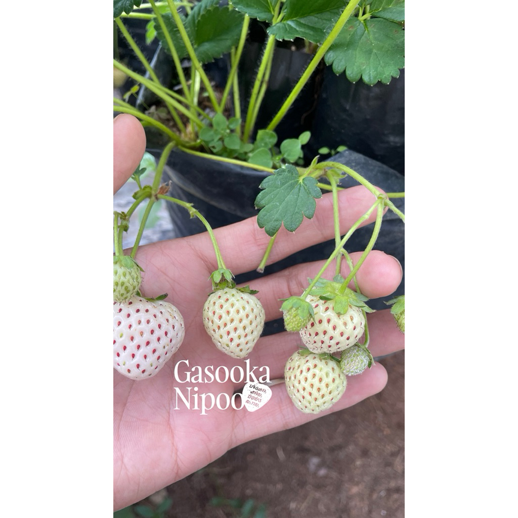 Bibit Strawberry Putih