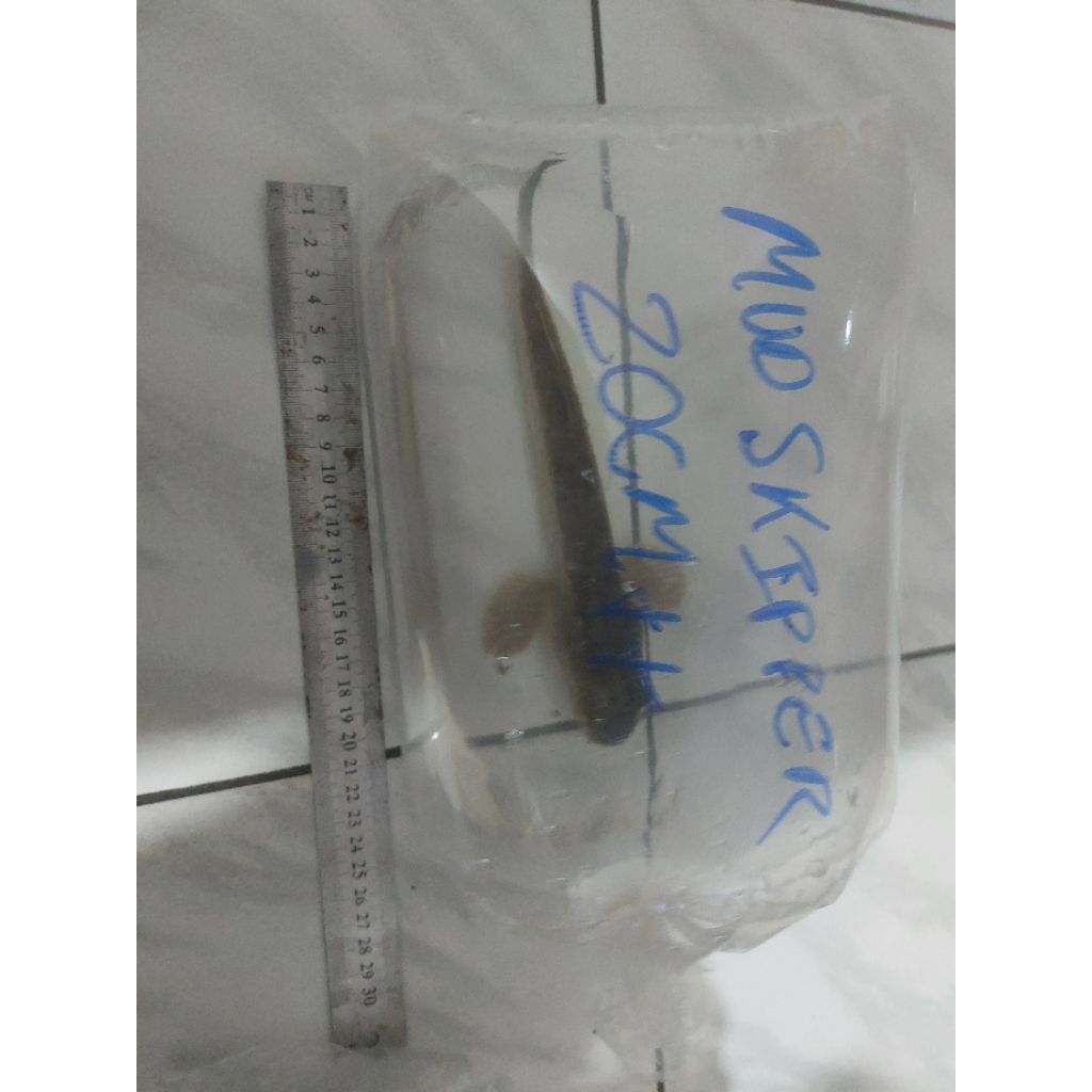 Ikan langka Mudskipper/ Ikan Glodok/ ikan kodok super jumbo 20cm++