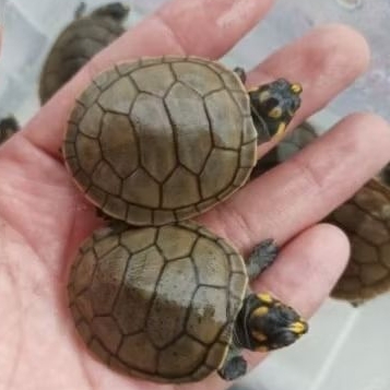 pelet KURA BADUT / UNIFILIS