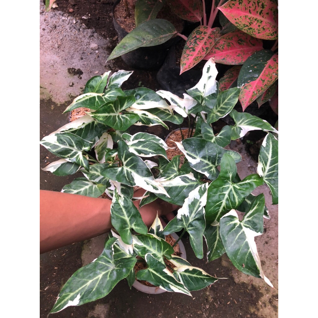 Tanaman Hias Syngonium T25 / Singonium T25 Original