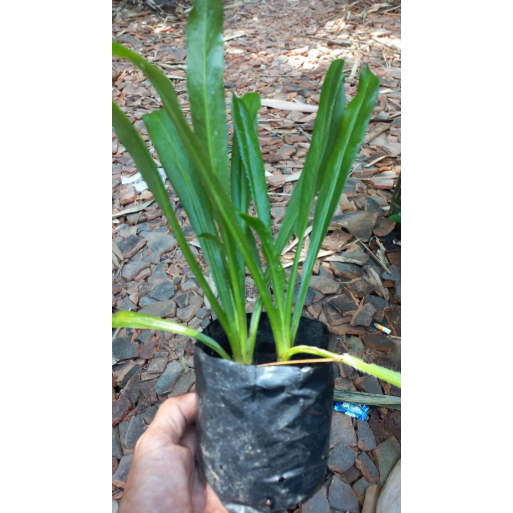 Esen Alami dari tanaman walang sangit untuk mancing ikan nila