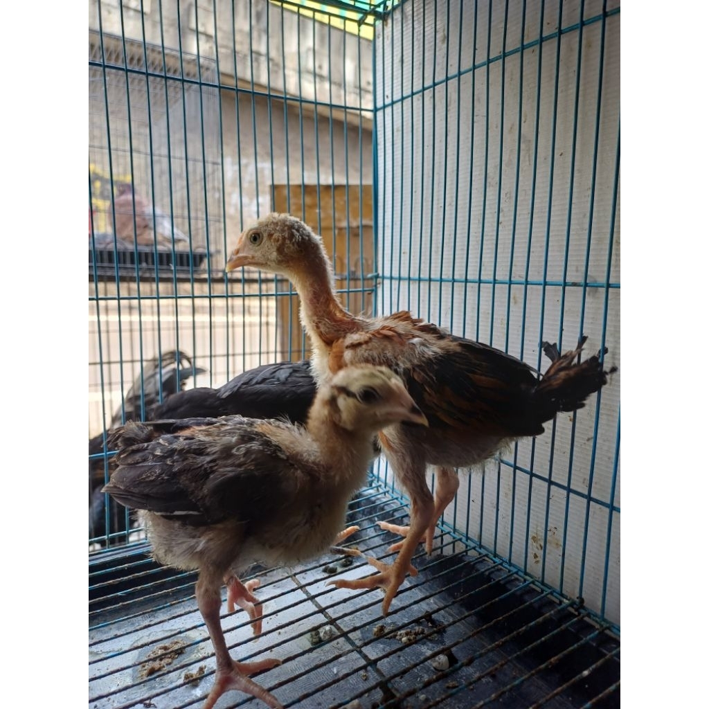 anakan ayam kampung sehat usia 2bulan