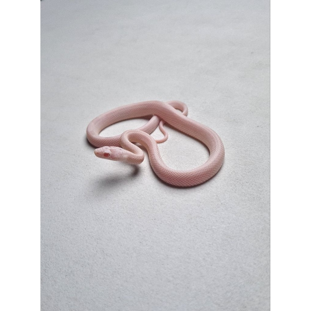 CornSnake SnowStripe