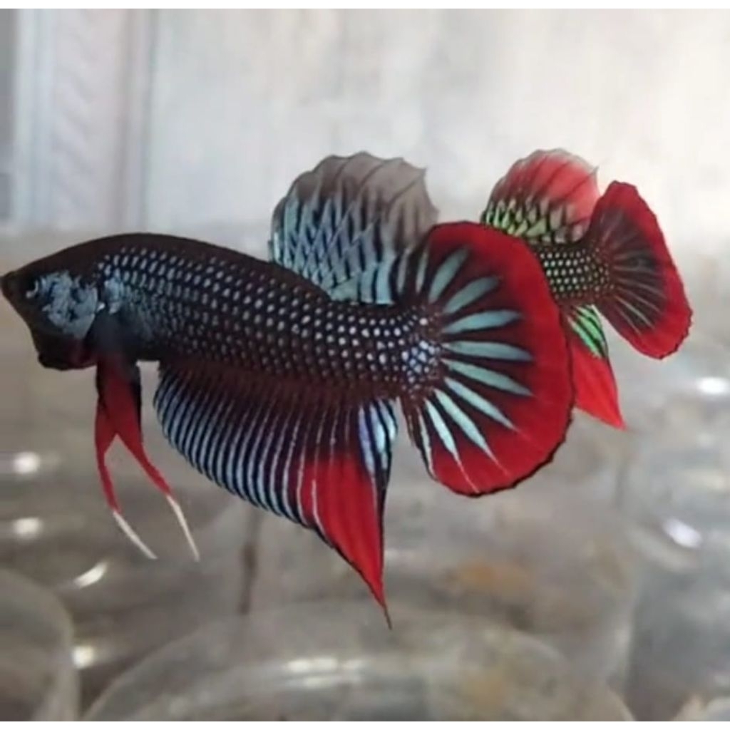 Wild Betta Imbellis blue & green, size (S)