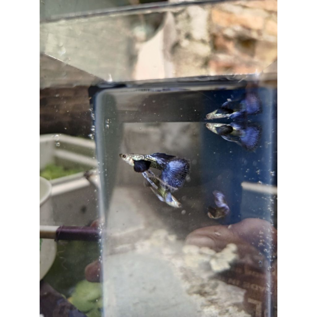 hiasan ( ikan Guppy ) purple dragon ribbon sz indukan