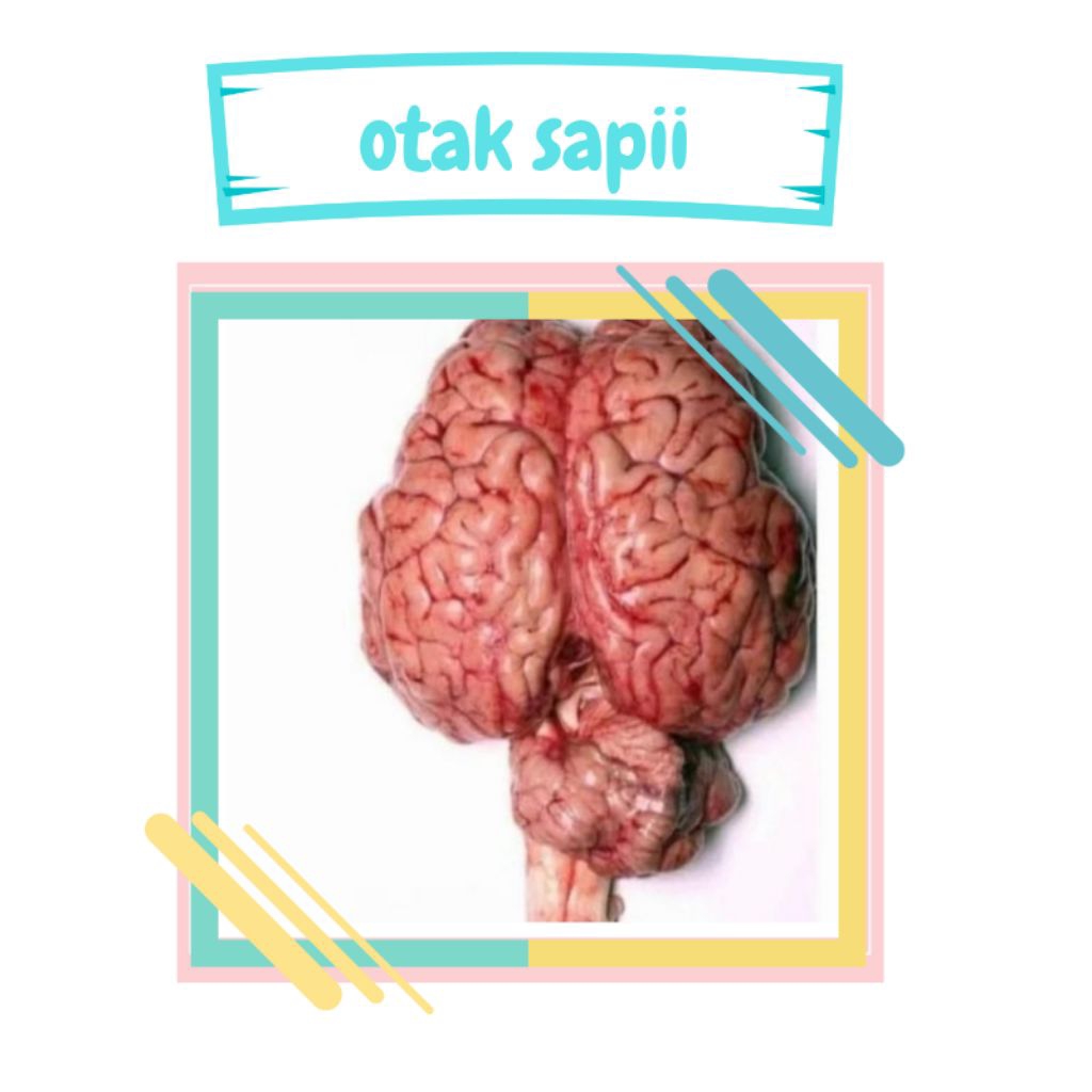 otak sapi