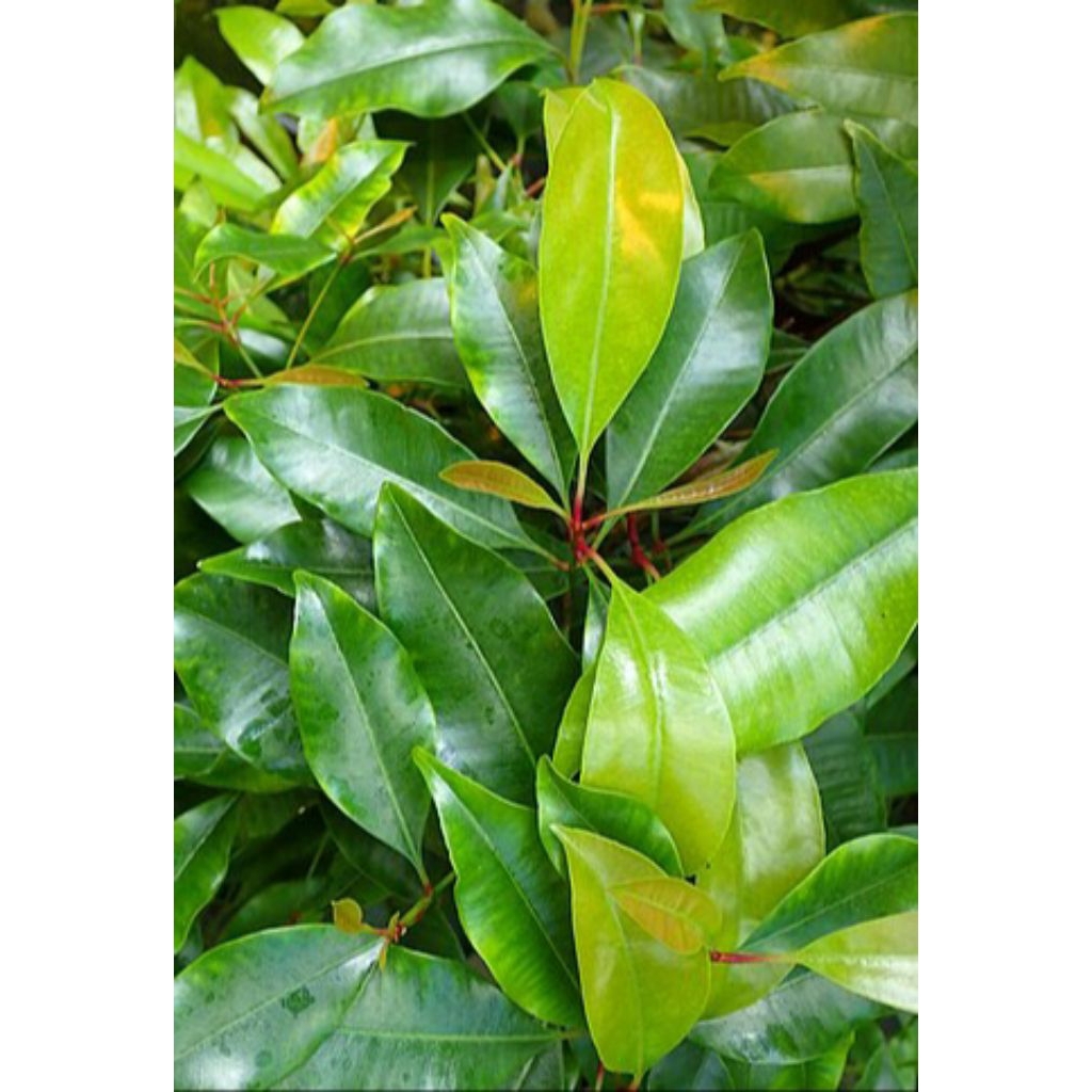 Daun Cengkeh Hijau Fresh dan Kebun