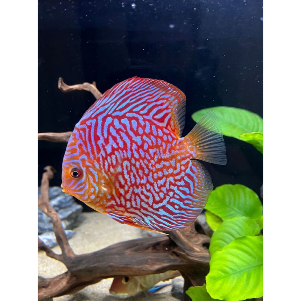Hiasan Aquascape Discus Red turquoise