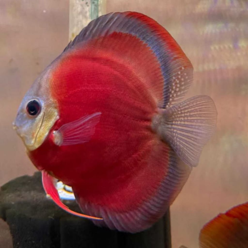 Discus sun merah hiasan aquarium aquascape grade A