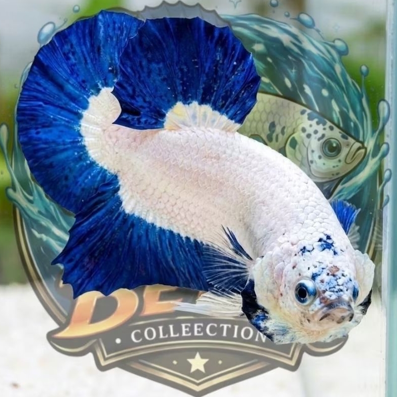 ikan cupang blue rim bagus hiasan aquarium