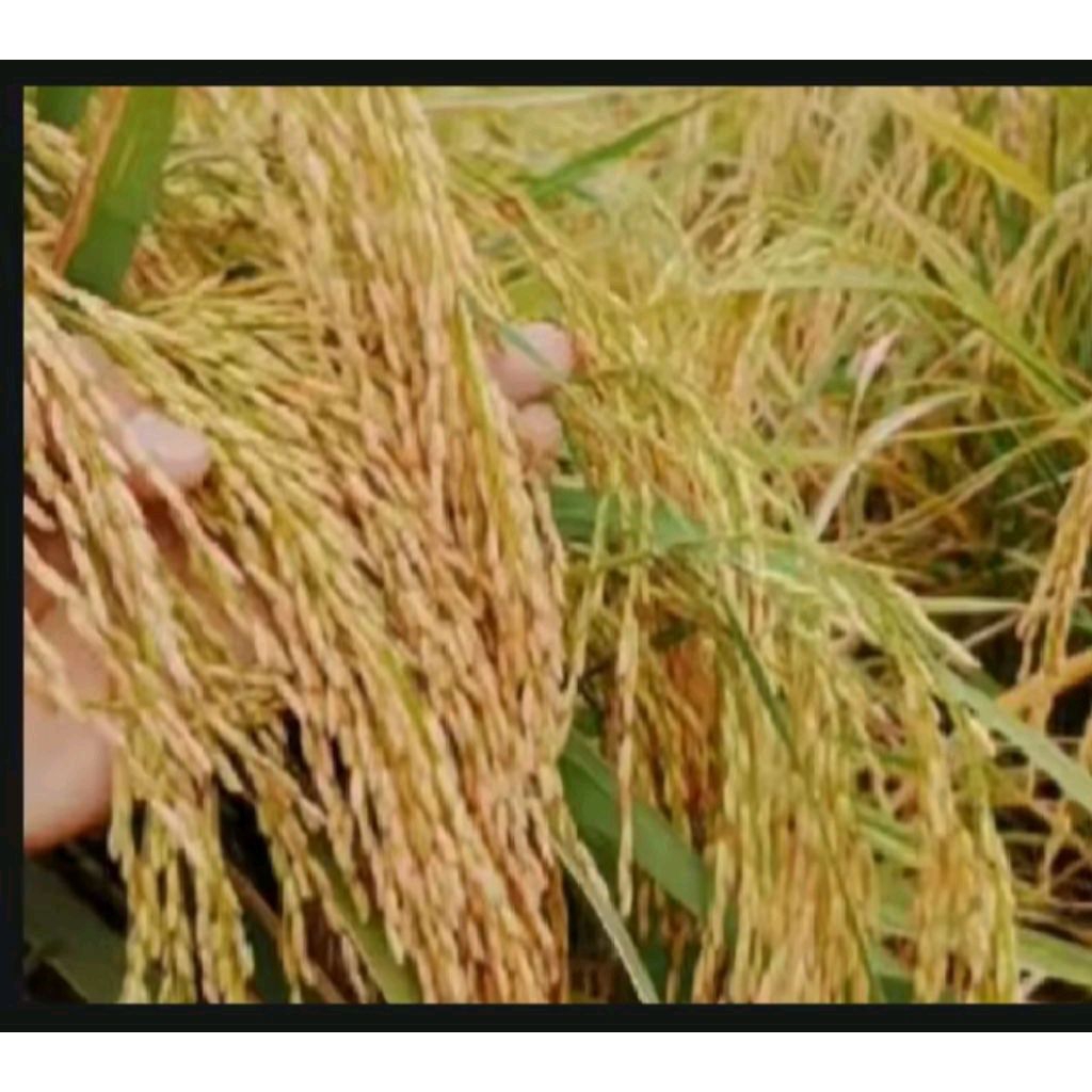 BENIH PADI IR 64 GENCER BERKUALITAS UNGGUL ORIGINAL