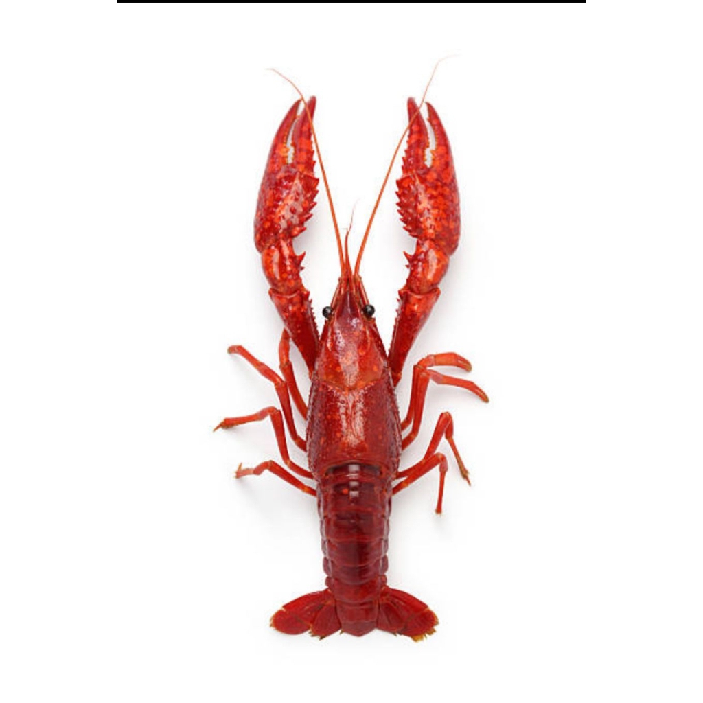 udang lobster air tawar