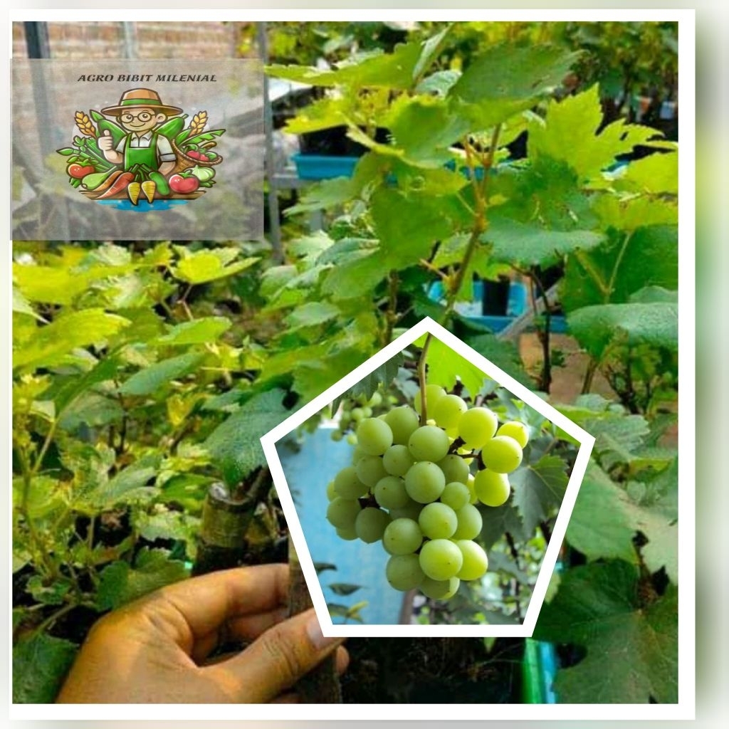 BIBIT ANGGUR IMPORT GRAFTING PAKET 3 BIBIT