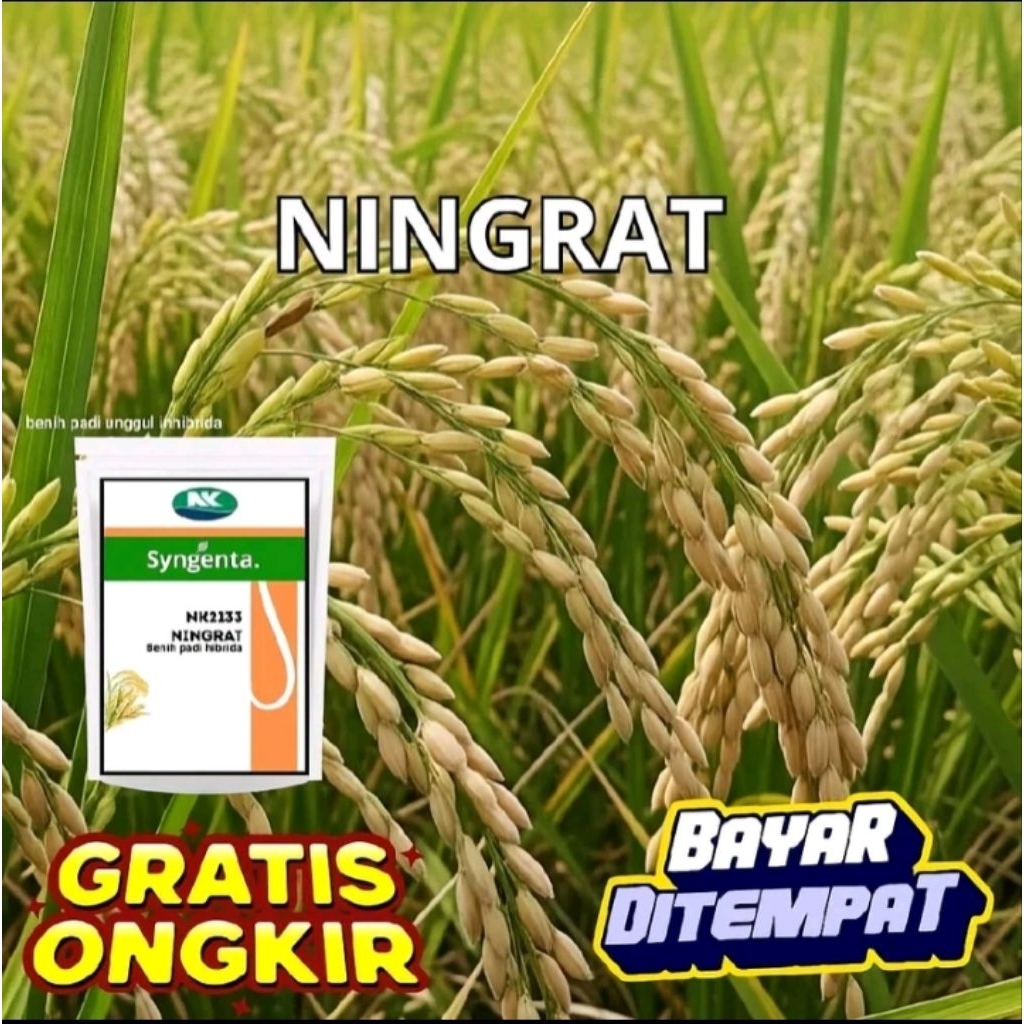 (1KG) BENIH PADI HIBRIDA SYGENTA NINGRAT NK2133 ORIGINAL