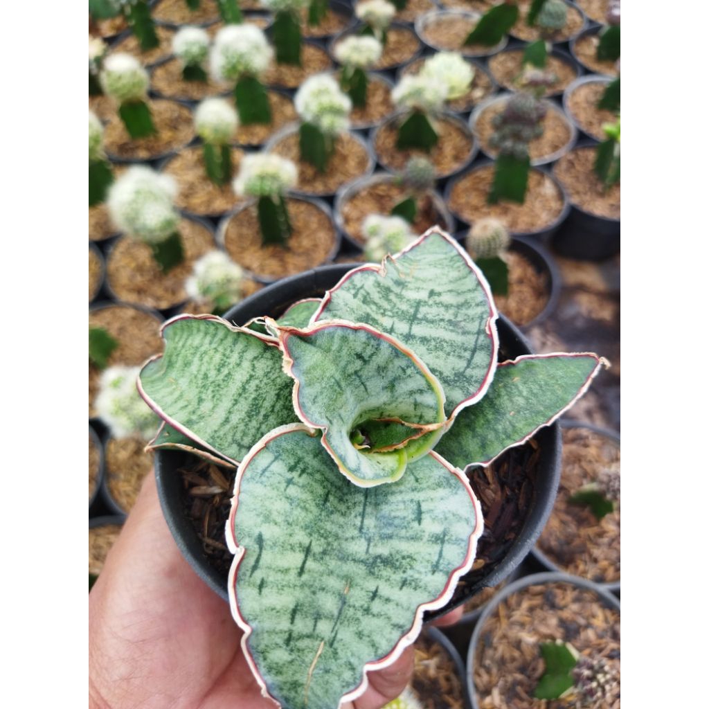 sensivera silver blue