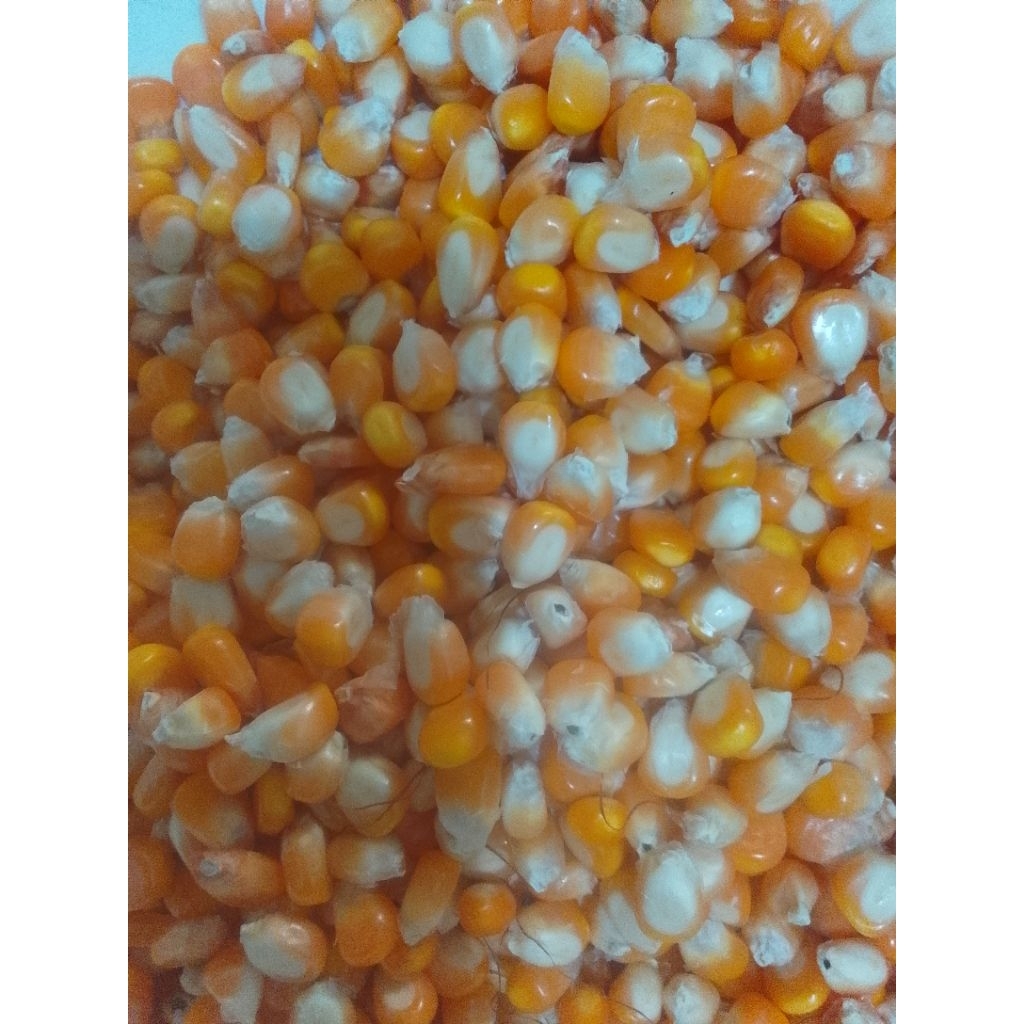 Jagung pipil, kering